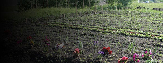 An image of plants growing in a garden